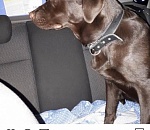 На севере Астраханской области хозяин пытался пристрелить своего пса