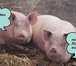 Из Лебединого озера извлекли детский велосипед, скейтборд и тележку из гипермаркета