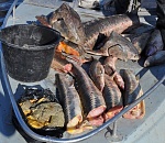 Два брата-астраханца пытались скрыть от пограничников 5 кило икры