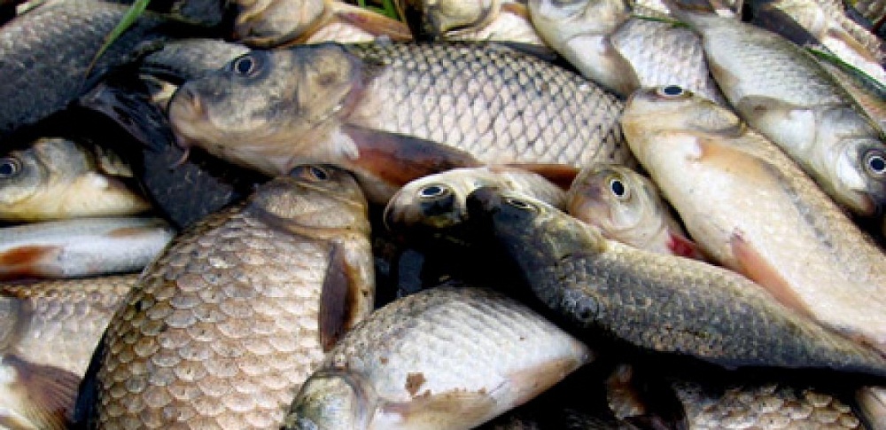 700 килограммов рыбы у браконьеров удалось изъять благодаря бдительным астраханцам