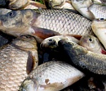 700 килограммов рыбы у браконьеров удалось изъять благодаря бдительным астраханцам