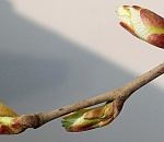 Завтра в Астрахани начнет теплеть