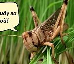 Заполонит ли Астрахань саранча?