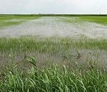 В Астраханской области надеются возродить все заброшенные когда-то рисовые чеки