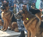 В астраханских колониях определили самых умных псов 