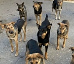 Городские депутаты требуют активных действий по решению проблемы бездомных животных