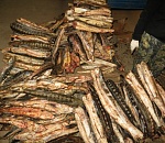 Под Астраханью полиция остановила грузовик, в тайнике которого было две тонны осетра