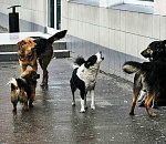 В Астрахани свора собак набросилась на маленького ребенка и покусала его