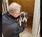 Олег Шеин высказался о том, как можно решить проблему бродячих собак