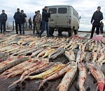 На границе Астраханской области задержаны браконьеры с центнером осетровых