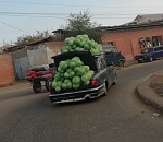 Фото дня: по Астрахани разъезжает "Волга" с кучей капусты