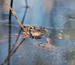 Астраханский минсельхоз назвал главную причину массовой гибели рыбы в дельте Волги