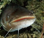 Астраханская полиция изъяла у гостя из Ставрополя 250 килограмм рыбы