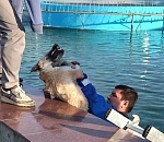 В бассейне Астраханского театра оперы и балета чуть не утонула собака