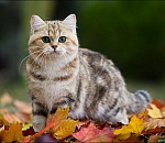 Летняя погода понемногу покидает Астрахань