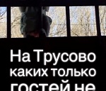Экзотический Трусово. В Астрахани к местным жителям пробралась обезьяна (ВИДЕО)