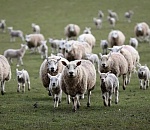 В Астраханской области задержали КАМАЗ с овцами на миллион