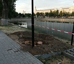 Астраханцы собирают деньги на независимую экспертизу тополей с Лебединого озера