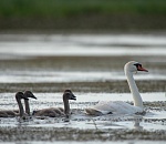 Записки астраханского натуралиста. Лето – время птенцов