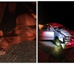 Авария с лошадьми на астраханской трассе закончилась тремя смертями