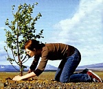 Апрель станет месяцем массовых акций по высадке деревьев в Астрахани