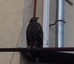 К Олегу Шеину прилетел орел и сидит