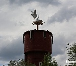 Аисты вернулись в Ахтубинск