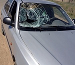 Под Астраханью иномарка сбила велосипедистку: женщина в реанимации