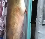 Под Астраханью продолжают ловиться гигантские рыбы