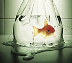 Для камызякских браконьеров рыбка оказалась золотой