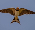 Записки астраханского натуралиста. Птицы весны – деревенская ласточка