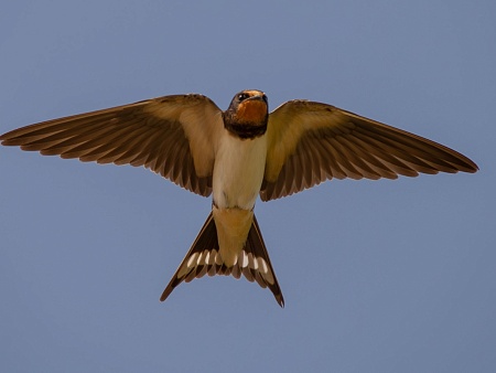 Записки астраханского натуралиста. Птицы весны – деревенская ласточка