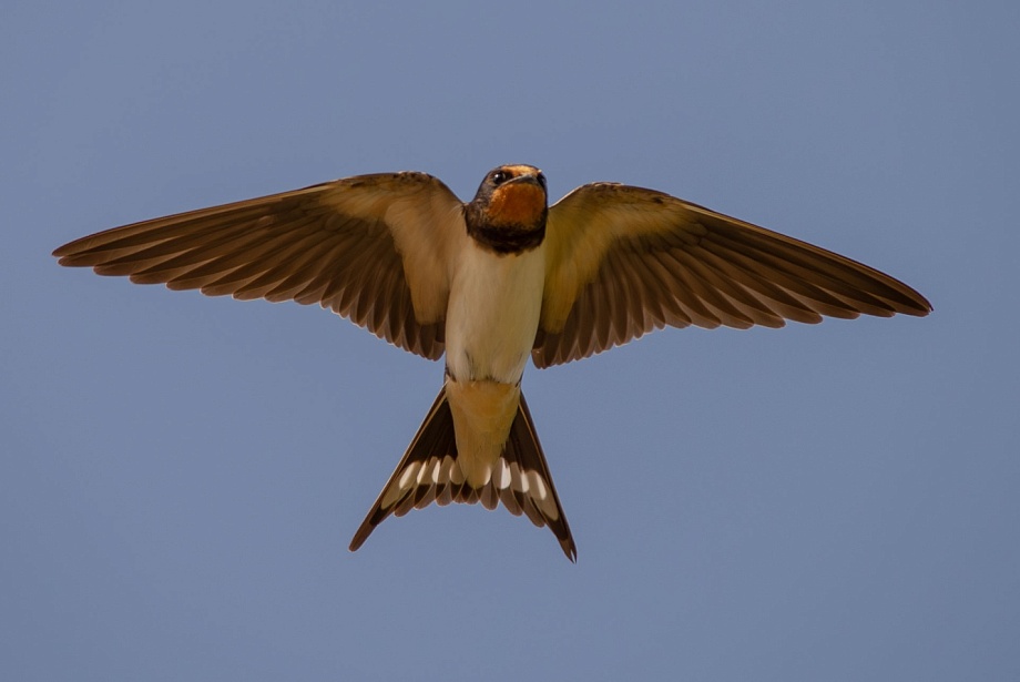 Записки астраханского натуралиста. Птицы весны – деревенская ласточка