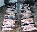 Под Астраханью задержали мужчину, добывшего более 100 экземпляров осетровых