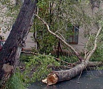 В Астрахани за дерево, упавшее на 9-летнего мальчика, накажут чиновника