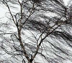 Ночной ураган в Астрахани: подытожен нанесенный урон