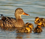 В Астраханской области охотники подстрелили 14 уток