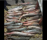 На одном из рынков Астрахани пресекли продажу 30 кг осетровых (ВИДЕО)