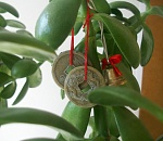 Сотрудник  астраханской администрации попался на взятке