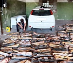 Два астраханца собирались нажиться на 279 тушах осетровых пород