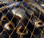 Астраханские полицейские освободили Волгу от 100-метровой сети