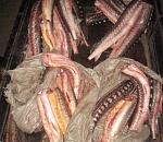  Астраханец купил у браконьеров 140 килограмм осетра и севрюги