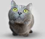 На астраханский торговый центр, где избили кота, подали в суд