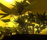 Астраханец создал в квартире нарколабораторию: видео