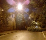 В Астрахани упало очередное дерево