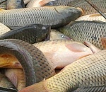 Стихийную торговлю сомнительной рыбой обнаружили в Астрахани на Больших Исадах и не только