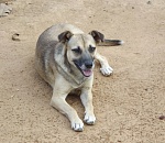 Глава СК России вновь затребовал доклад о ситуации с бродячими собаками в астраханском поселке