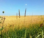 На севере Астраханской области обнаружили более 8 000 га брошенных земель