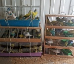 Сотня волнистых попугайчиков застряла на астраханской границе