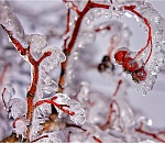 Нежданно-негаданно: астраханцам обещают гололед и сильный ветер